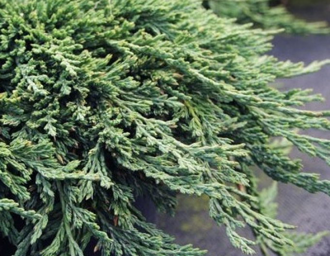 Borievka rozprestretá ´Pancake´