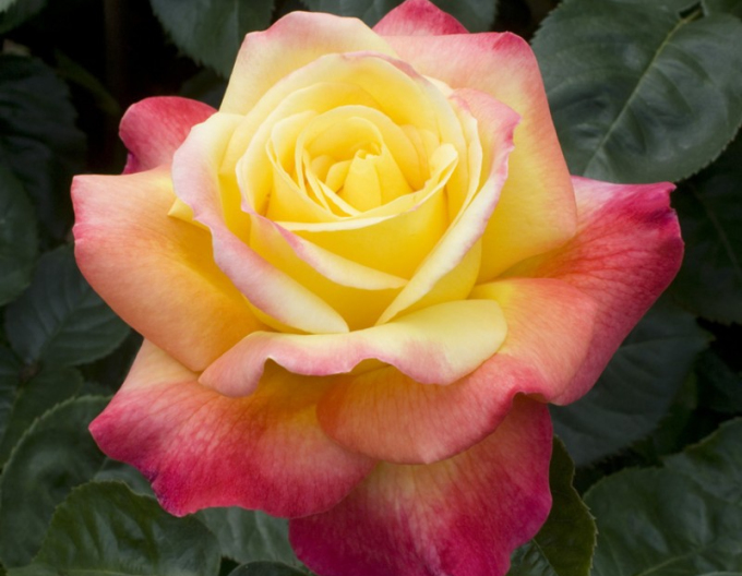 Ruža stromčeková ´Orient Express´