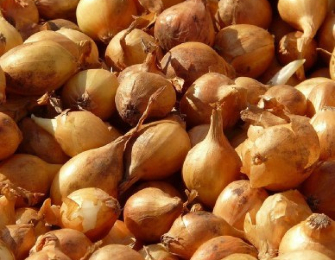 Cibuľa sadzačka ´Všetana´  10/21  0,50kg