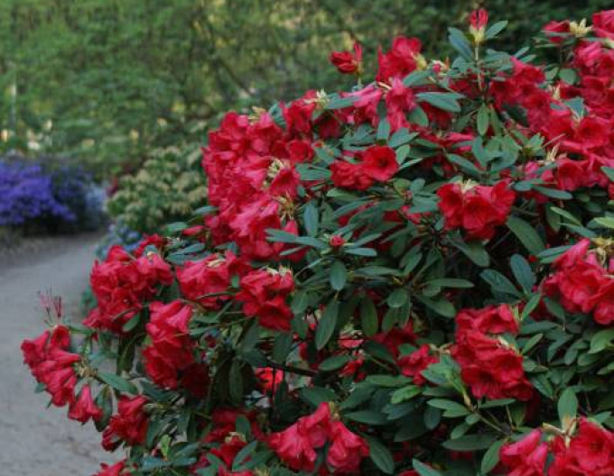 Rododendrón ´Elizabeth´