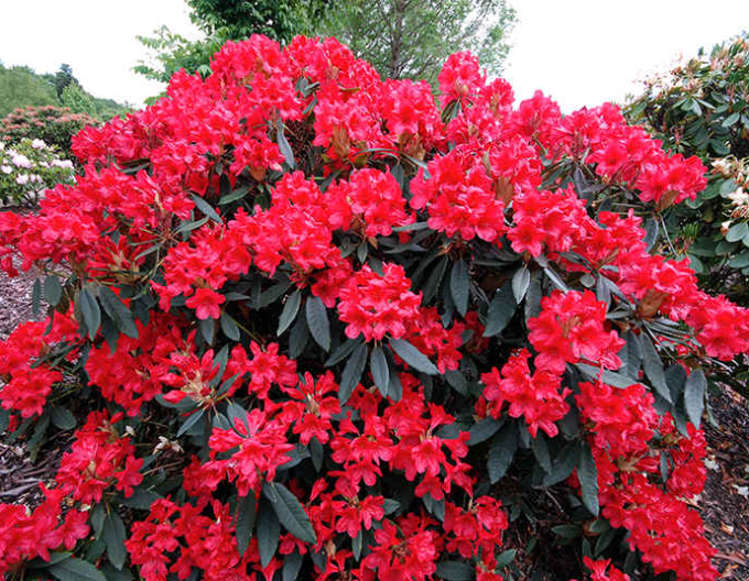 Rododendrón "Red Jack"