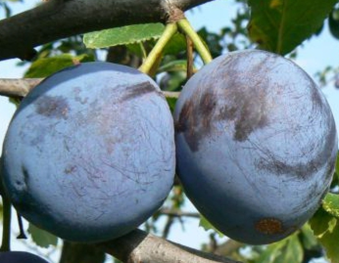 Slivka ´Durandzia´ jesenná, podp. Myrobalán, kont. 5l