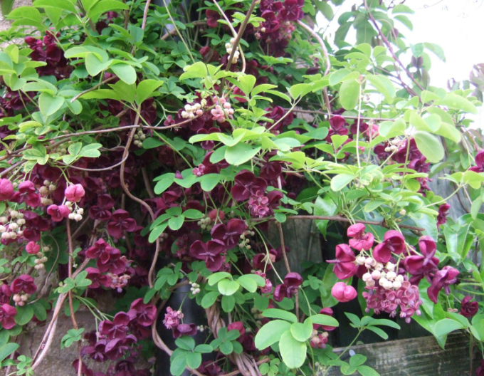 Akebia päťpočetná