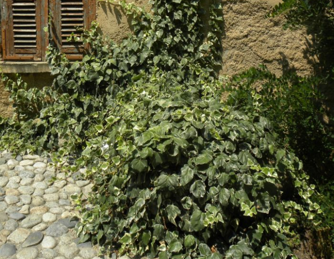 Brečtan alžírsky ´Gloire de Marengo´