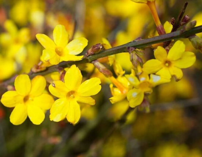 Jazmín ´Argenteomarginatum´