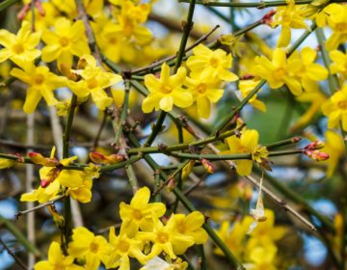 Jazmín ´Argenteomarginatum´