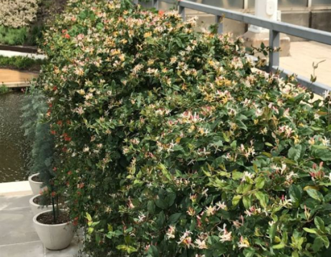 Zemolez japonský "Purpurea"