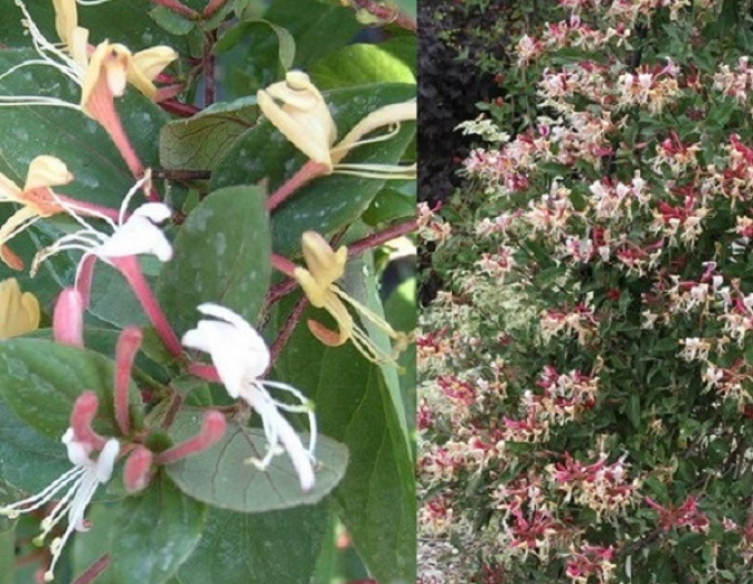 Zemolez japonský "Purpurea"