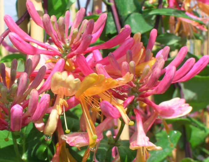 Zemolez heckrotii ´American Beauty´