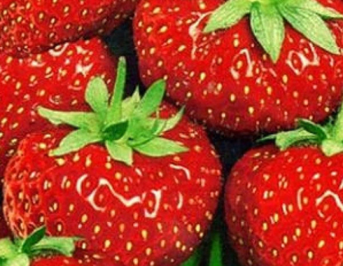 Jahoda ’Senga Sengana’ stredne skorá odroda