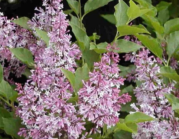 Orgován zamatový ´Miss Kim´