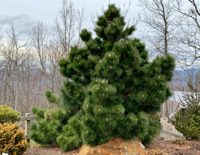Borovica thunbergová Thunderhead