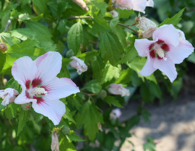 Ibištek sýrsky ´Hamabo´