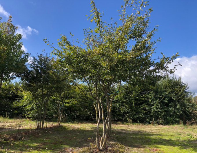 Muchovník Lamarckov viackmenný