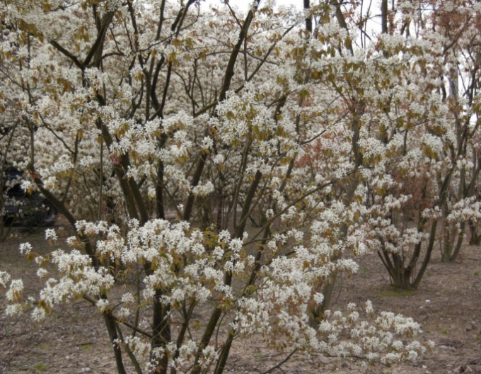 Muchovník Lamarckov viackmenný