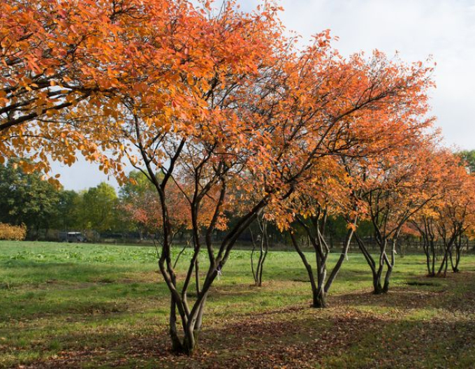 Muchovník Lamarckov viackmenný