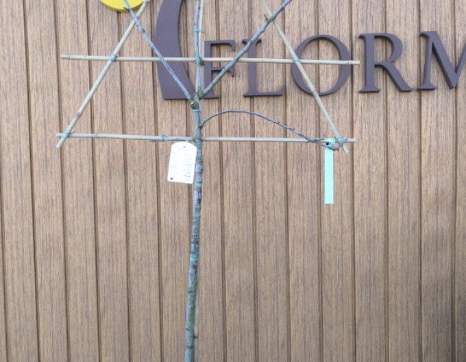 Jabloň tvarovaná ´Elstar´ - Špalliera