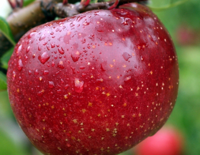 Jabloň tvarovaná ´James Grieve´ - Špalliera