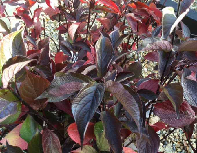 Svíb biely ´Kesselringii´