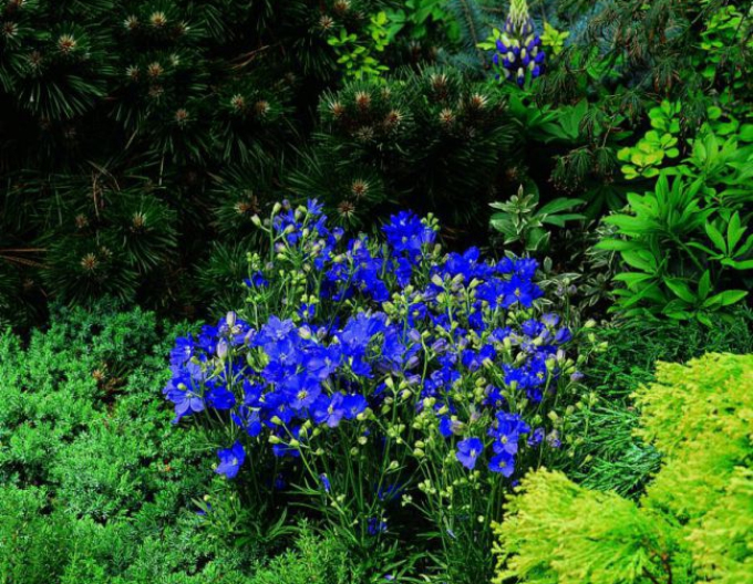 Stračonôžka modrá