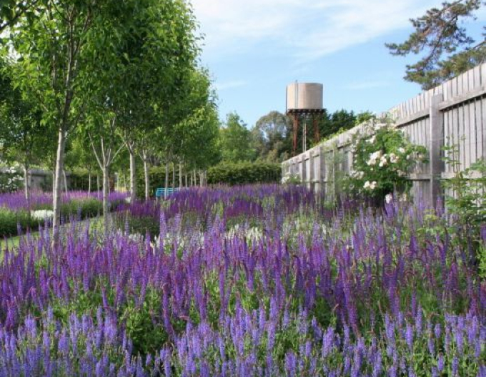 Šalvia  ’Blauhügel’