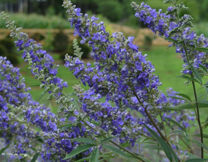 Vitex ’Magical Summertime Blues’