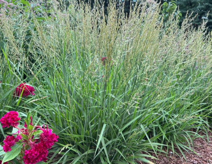 Smlz ostrokvetý ´Cheju Do´