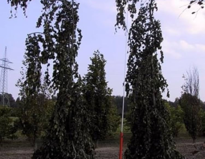 Buk lesný ´Purpurea Pendula´