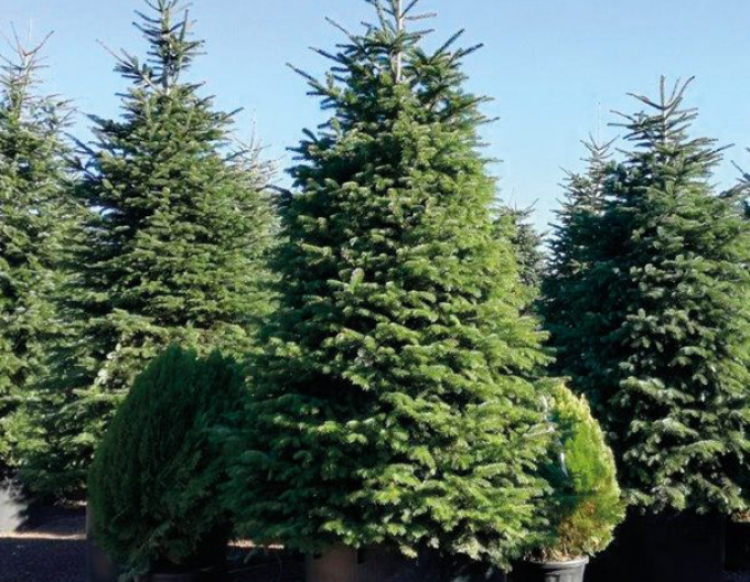 Jedľa normandská (kaukazská) 300+