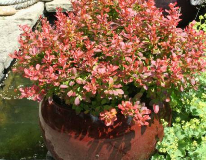 Dráč Thunbergov ´Admiration´