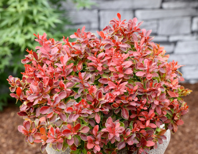 Dráč Thunbergov ´Admiration´