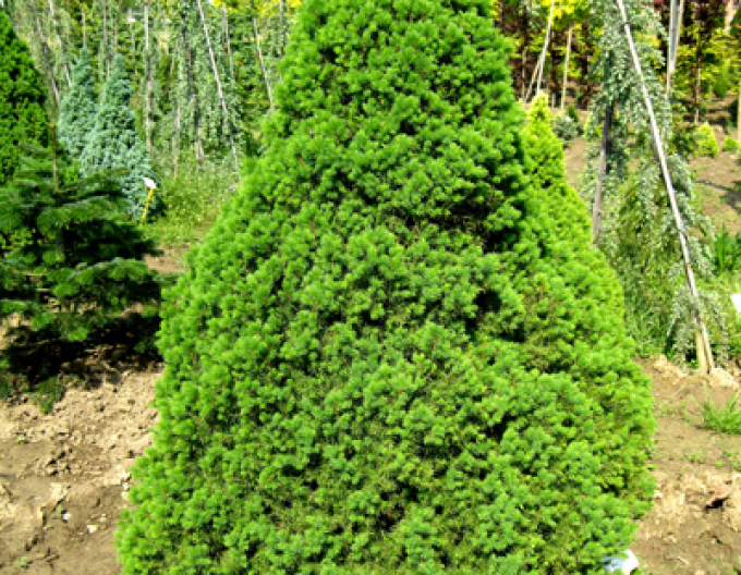 Smrek biely ´Conica´ 100 - 110cm