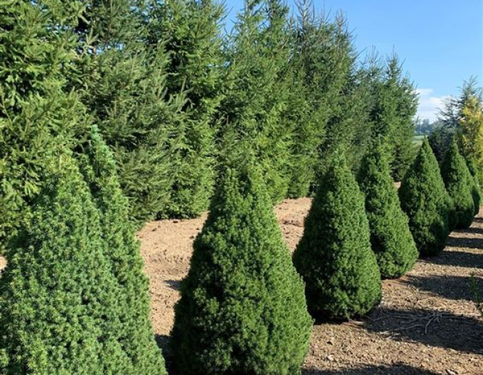 Smrek biely ´Conica´ 100 - 110cm