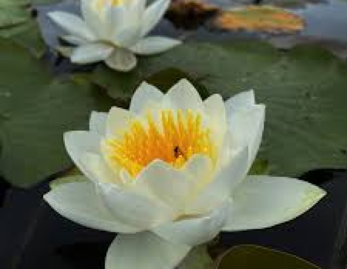 Lekno ´Virginalis´