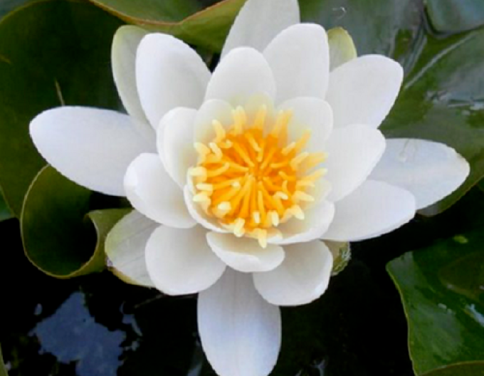 Lekno ´Virginalis´