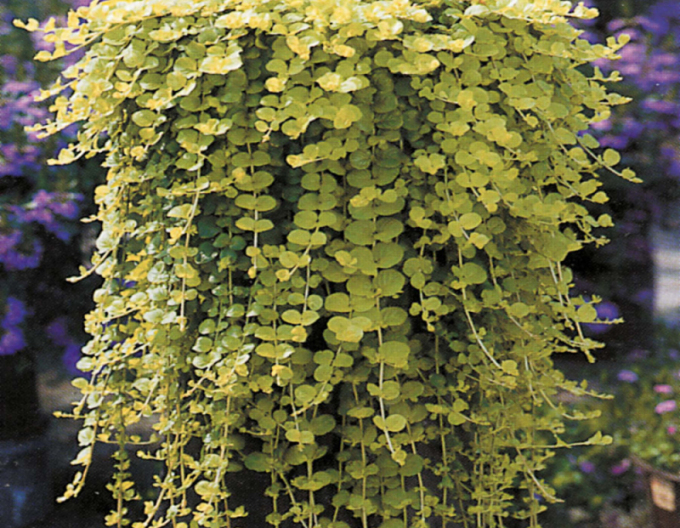 Čerkáč peniažtekový