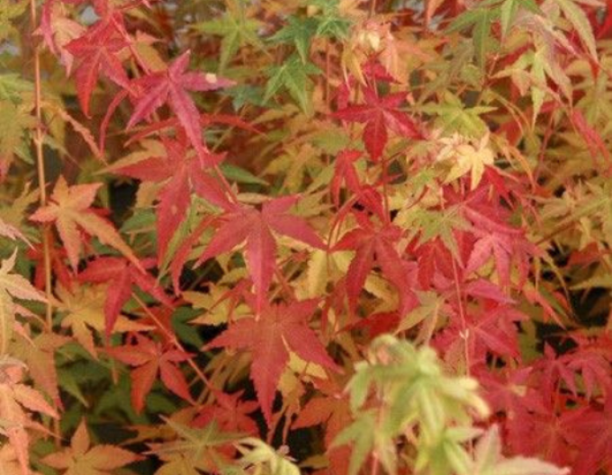 Javor dlaňovitolistý ´BI-HOO´