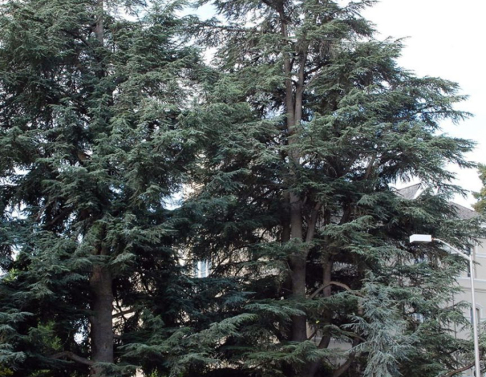 Céder atlantský ´Glauca´