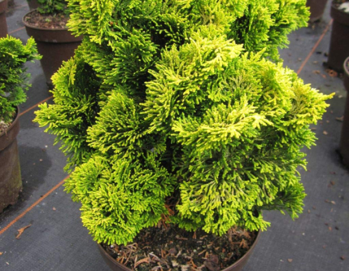 Cypruštek tupolistý ´Aurea Nana´ na kmienku