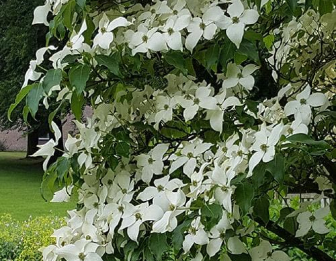 Drieň kousa China Girl