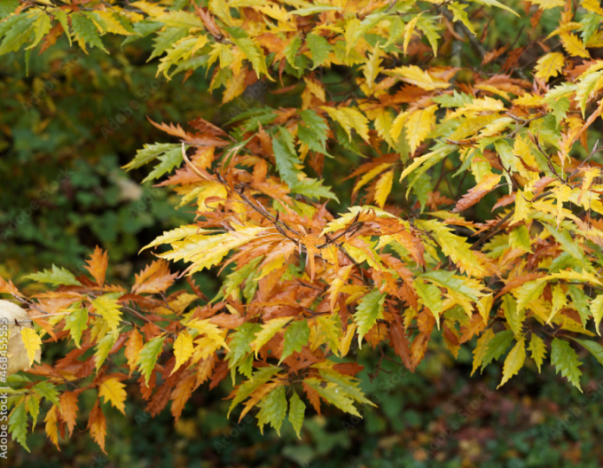 Buk lesný ’Asplenifolia’