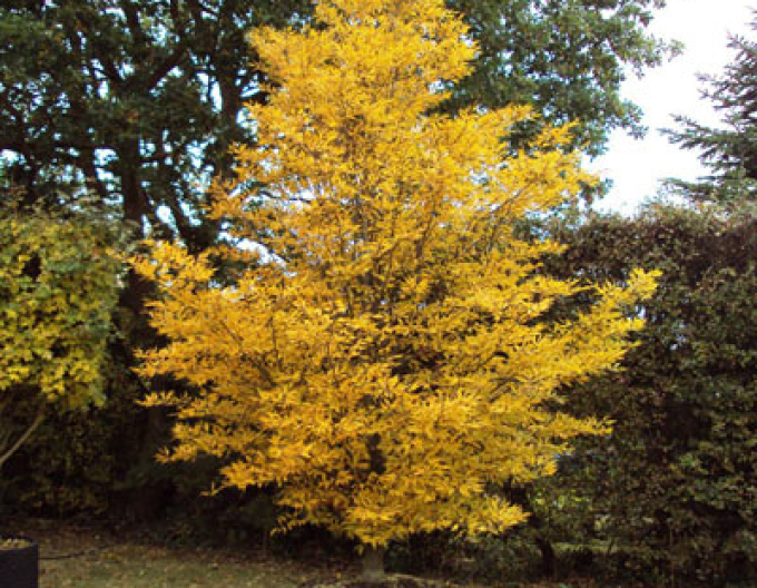 Buk lesný ’Asplenifolia’