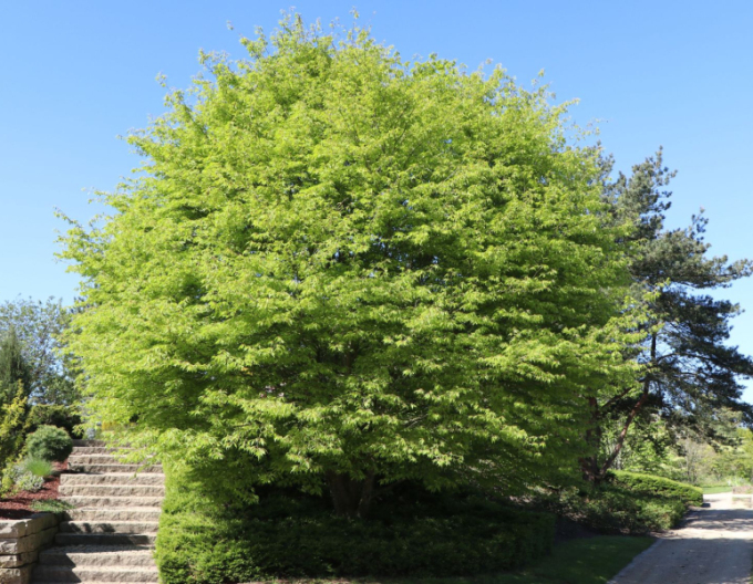 Buk lesný ’Asplenifolia’