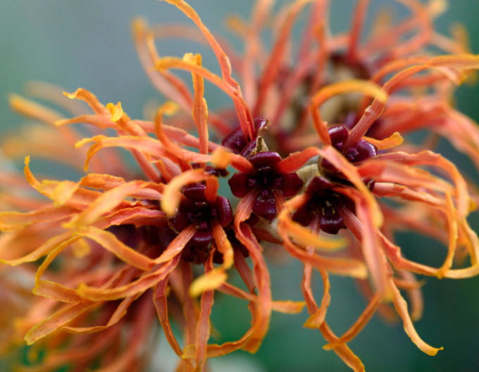 Hamamel prostredný ’Orange Beauty’