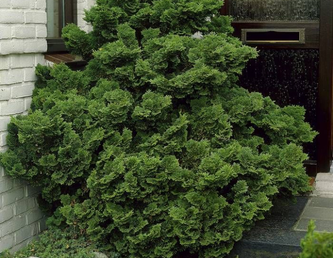 Cypruštek tupolistý ´Nana Gracil´