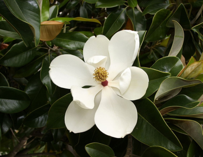 Magnólia veľkokvetá  Francois Treyve 200 - 250cm