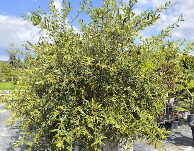 Olivovník európsky na kmienku