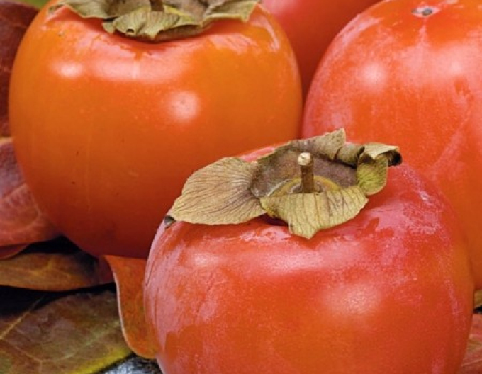 Hurmikaki ´Ragno´ na kmienku