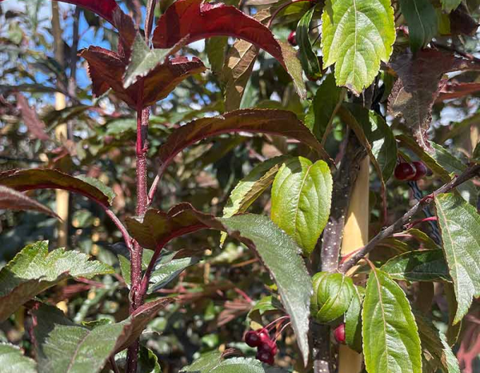 Jabloň okrasná ´Raindorps´