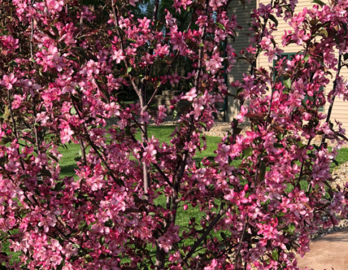 Jabloň okrasná ´Raindorps´